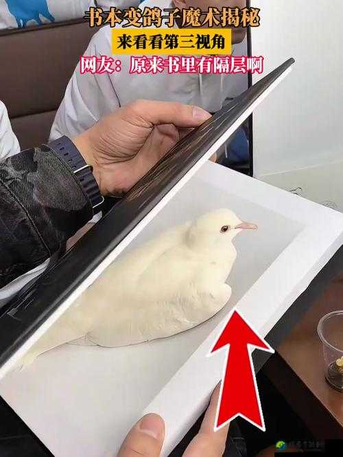 绝了！奇思妙想两只鸽子隐藏技巧大公开，看完秒变战神！