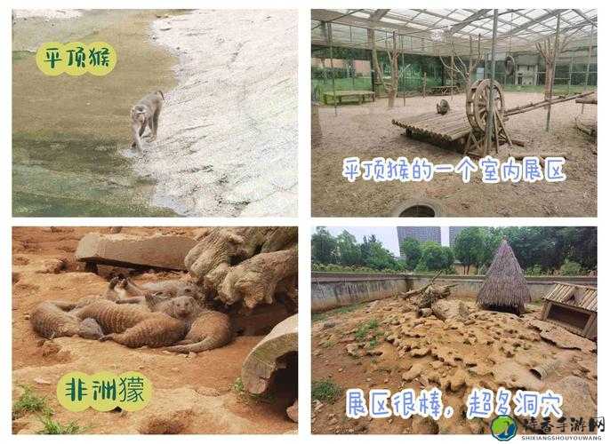 龙之崛起皇冠动物园必看！零氪党也能轻松集齐全动物攻略