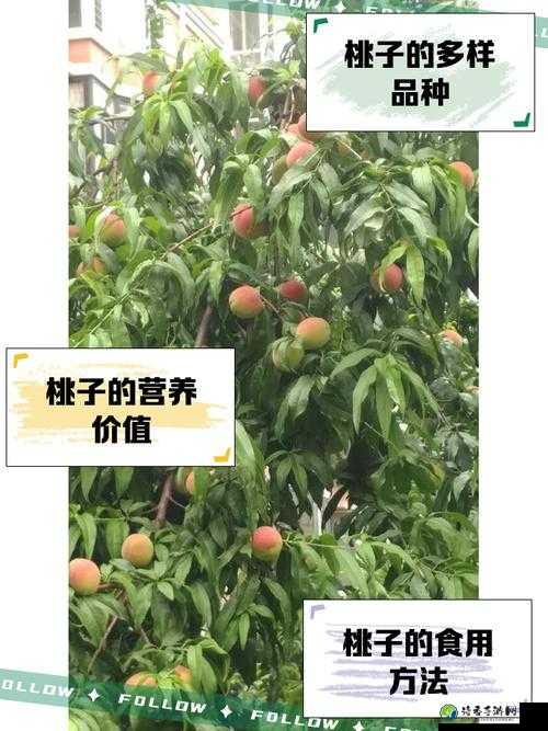 精品蜜桃核心三区｜秘境景观与人文故事的完美交织